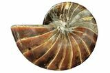 Polished Fossil Nautilus - Madagascar #207411-1